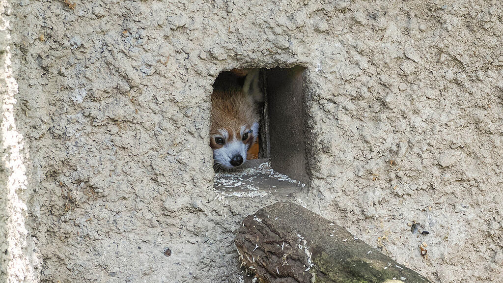 _Roter Panda_Haku schnuppert erstmals Salzburger Luft_c_ZooSBG_Angelika Köppl (1).jpg