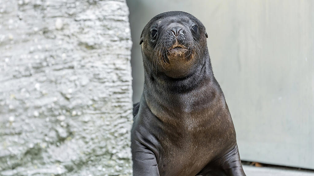 Robbenbaby Zoo Schönbrunn