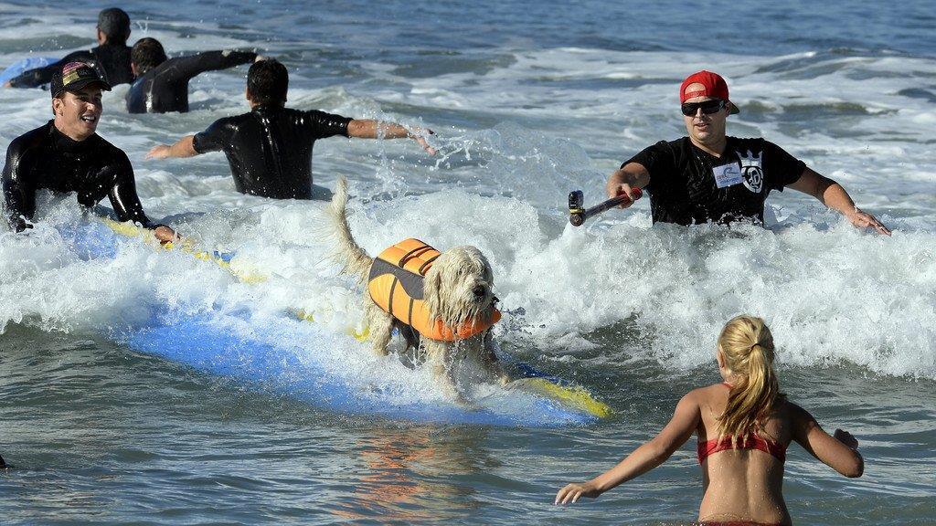 Hundesurfen in Kalifornien