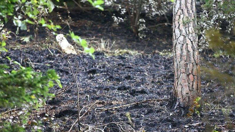 Waldbrand unter Kontrolle
