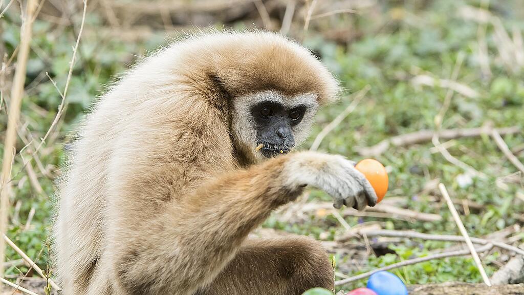 Ein Weißhandgibbon mit bunten Ostereiern im Tiergarten Schönbrunn in Wien.