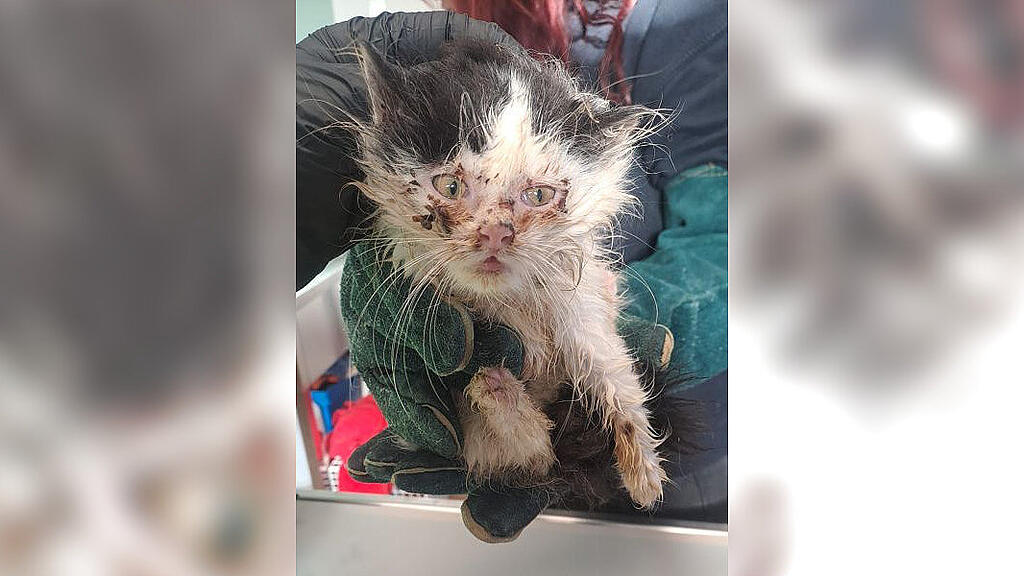 Ausgesetzt Katzenbabys