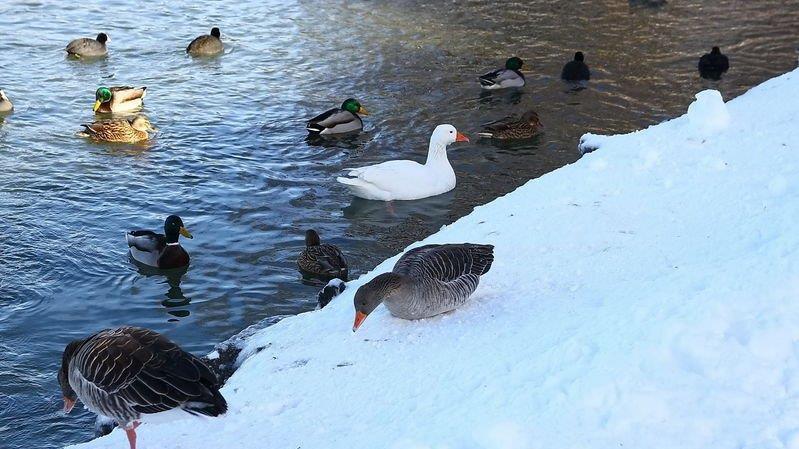 Eisfläche am Lepi-Weiher