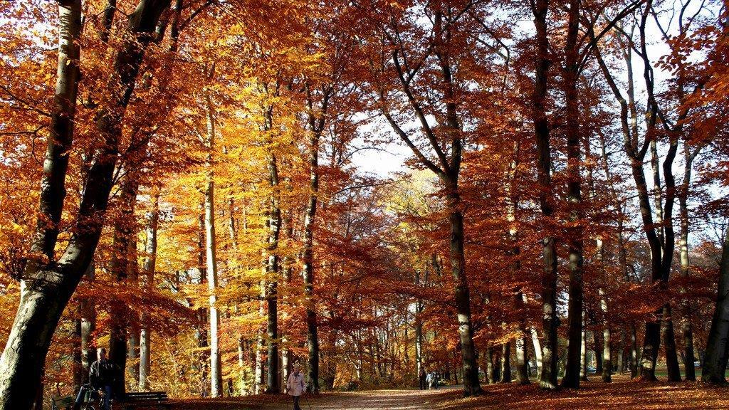 Herbst an der Isar