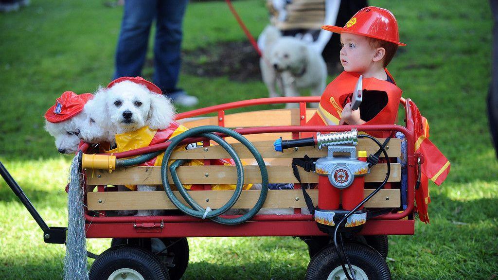 Hunde in Halloween-Kostümen