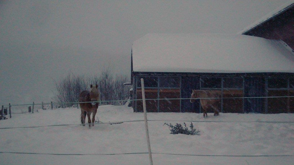 Winterimpressionen aus Ebenau