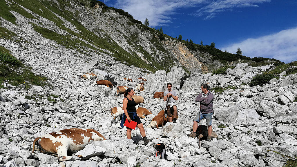 Untertauern, Gnadenalm, Rinder