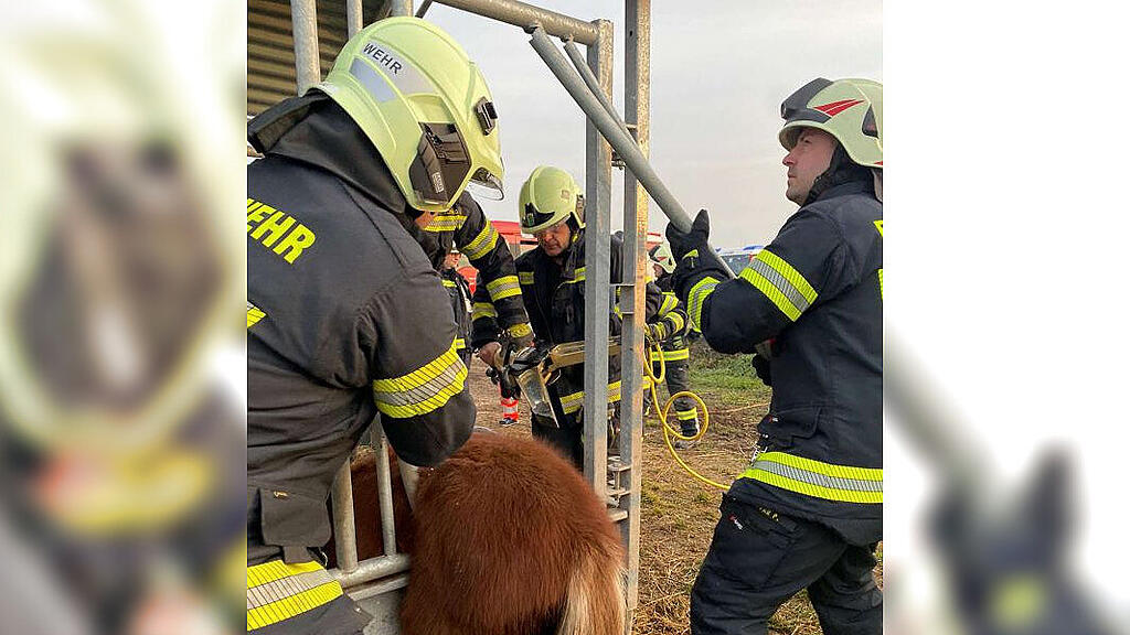 Feuerwehr befreit Pony in NÖ