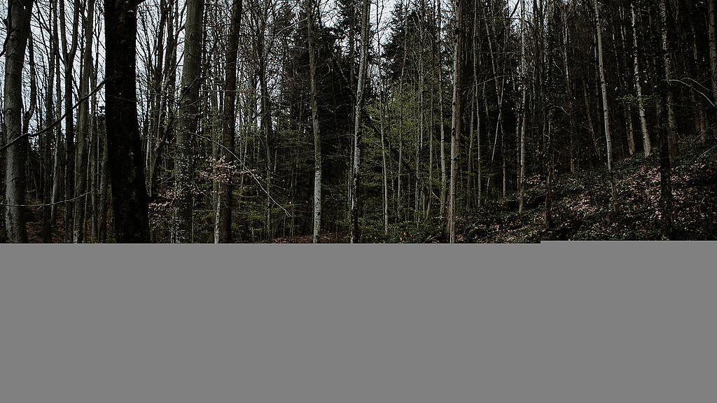 Wald, Aigen, SB