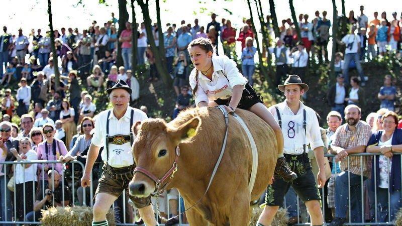 Ochsenrennen in Surheim