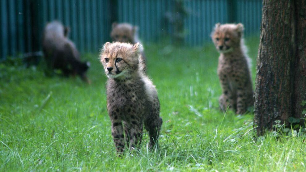 Gepardennachwuchs erkundet Zoo