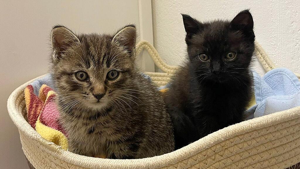 Weltkatzentag 2024