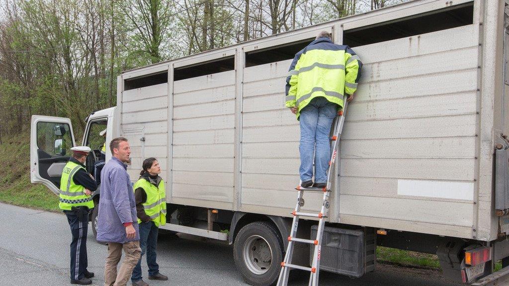 Tiertransporte kontrolliert