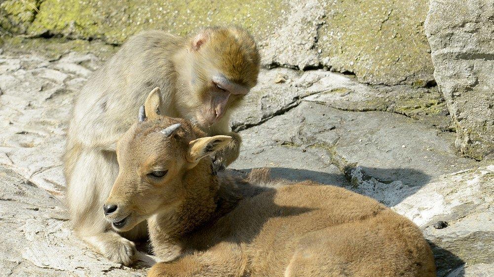 Die beeindruckensten Tierbilder KW 17