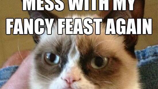 Tard, the grumpy cat: Die besten Memes
