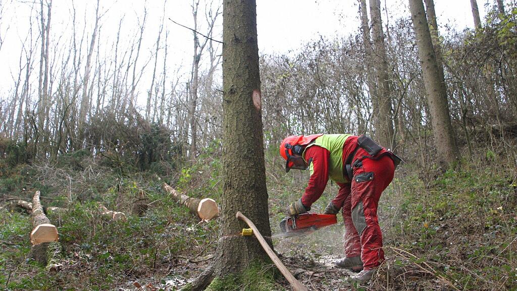 Ein Mann wurde Samstag in Bad Goisern von einem Baum überrollt und schwer verletzt.