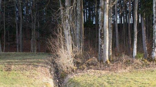 Tierkadaver in Eugendorf, II