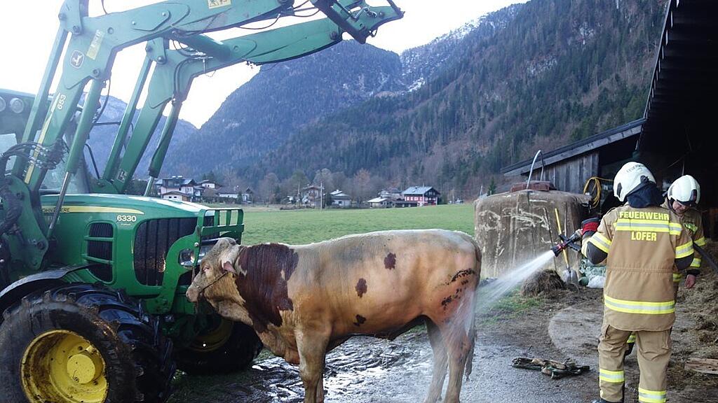 Rettung Stier Lofer