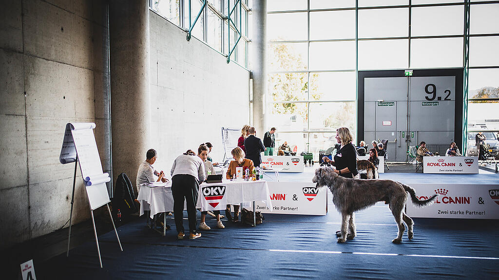 Rassehunde Ausstellung