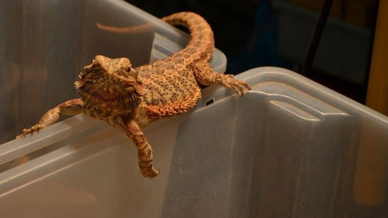 Leserreporter bei der Exotica Reptilienbörse in Wien
