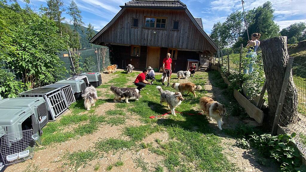 Collies Niedernsill