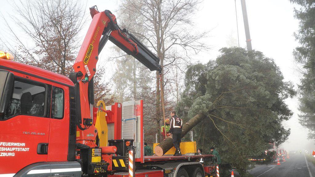 Christbaum für Salzburger Christkindlmarkt wird in Lamprechtshausen gefällt