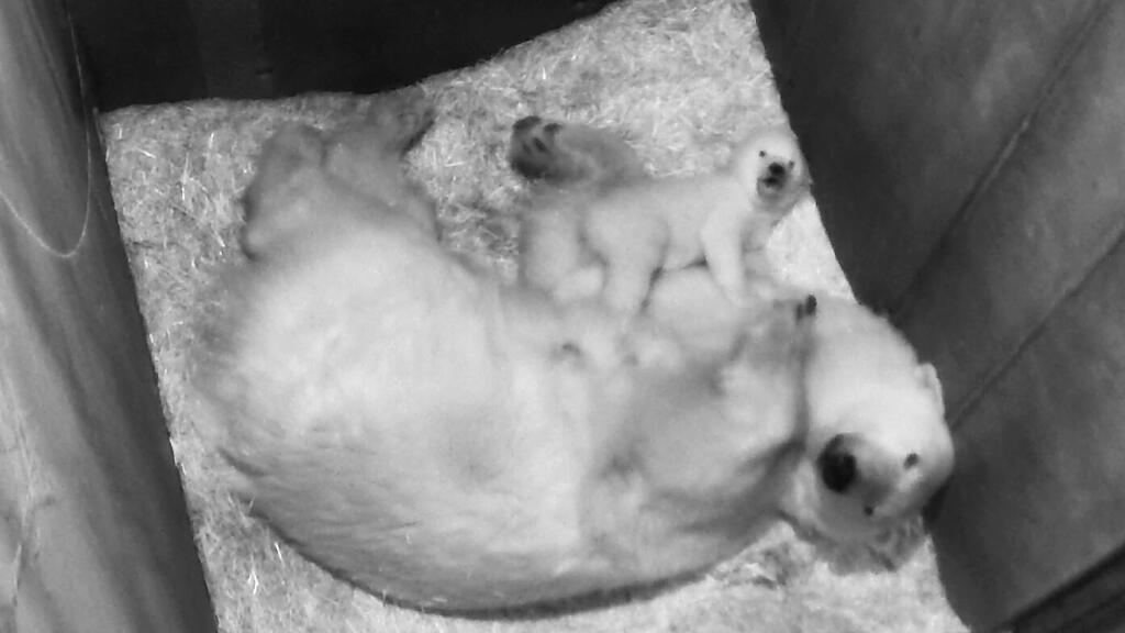 Eisbären-Baby und Mama Nora