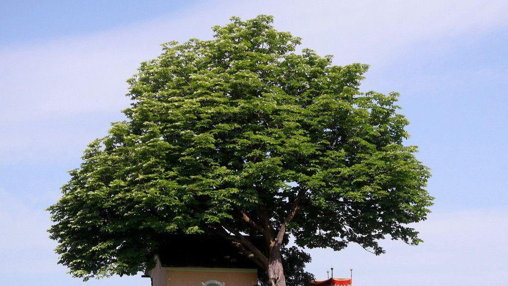 Fronleichnamsumzug in Hof