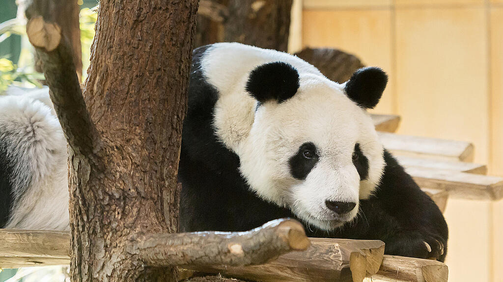 Panda Wien