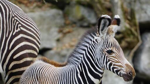 Nachwuchs bei Grevy-Zebras im Salzburger Zoo