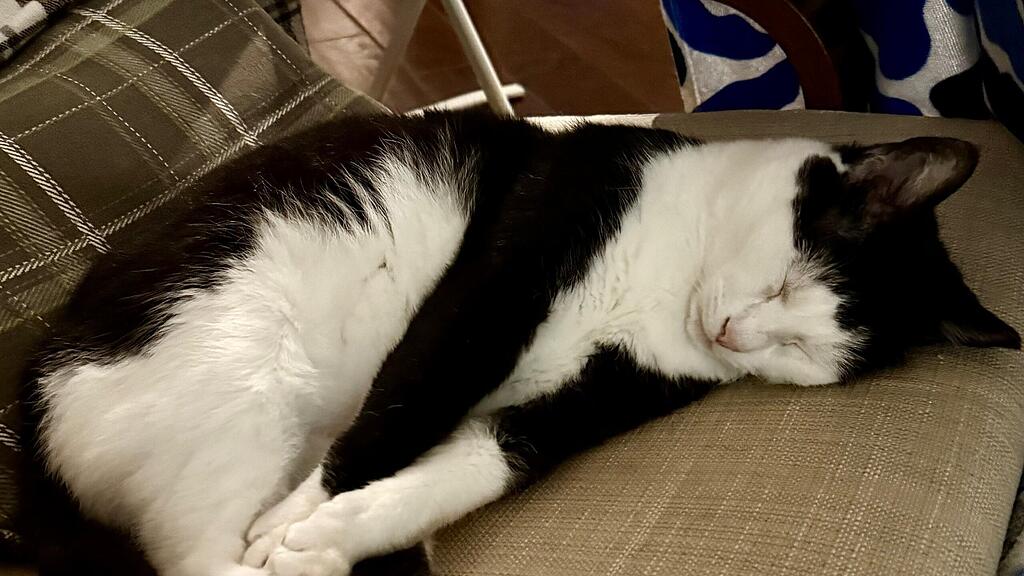 Weltkatzentag 2025