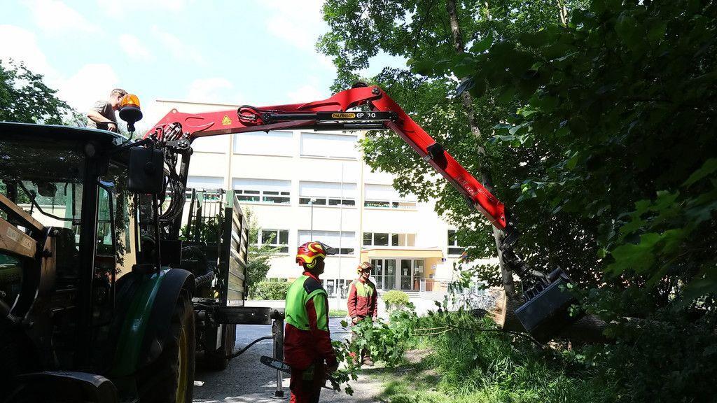 Eschensterben: Baumpflege in der Josefiau