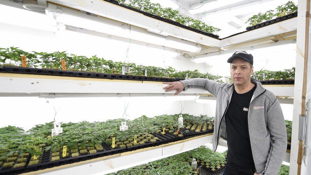 Legale Cannabiszucht