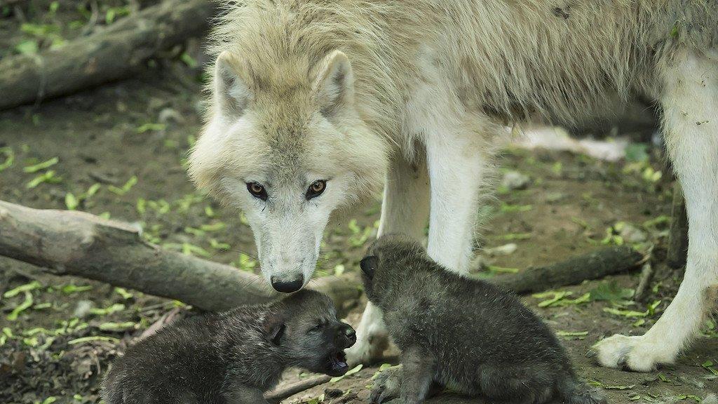 Nachwuchs: Arktische Wölfe in Schönbrunn haben fünf Babys