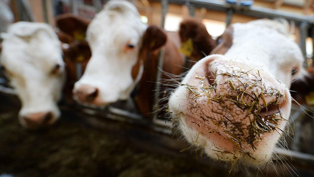 Die Rinder waren auf der Autobahn unterwegs. (Symbolbild)