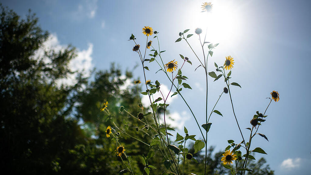 Sommer, Wetter, Hitze, Sonne,