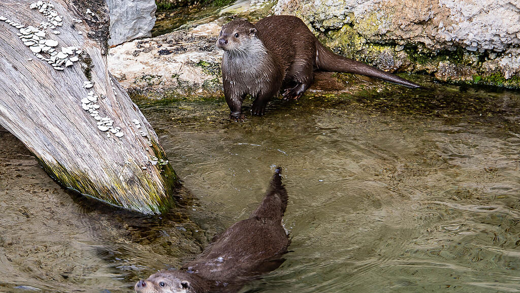 Frühlingserwachen im Zoo