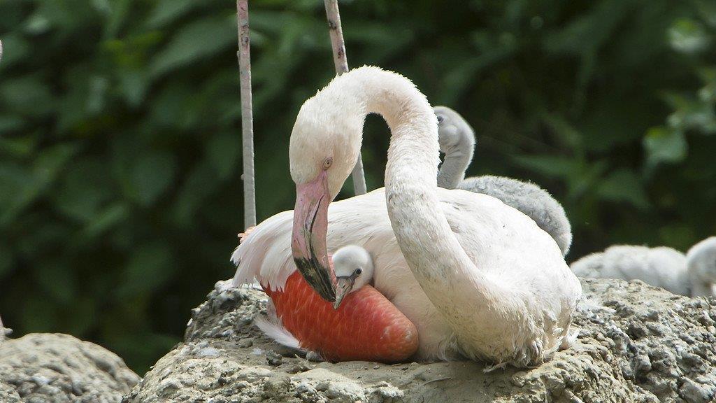 Flamingo-Küken im Tiergarten Schönbrunn geschlüpft