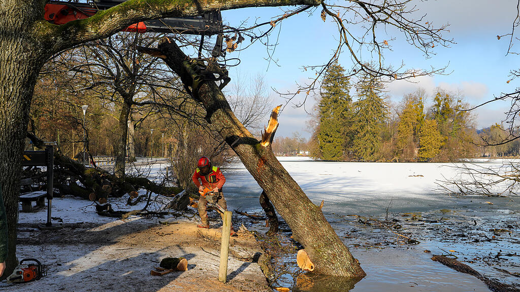 20250116_fmt_baumfaellung_Lepiweiher_mw-13.jpg