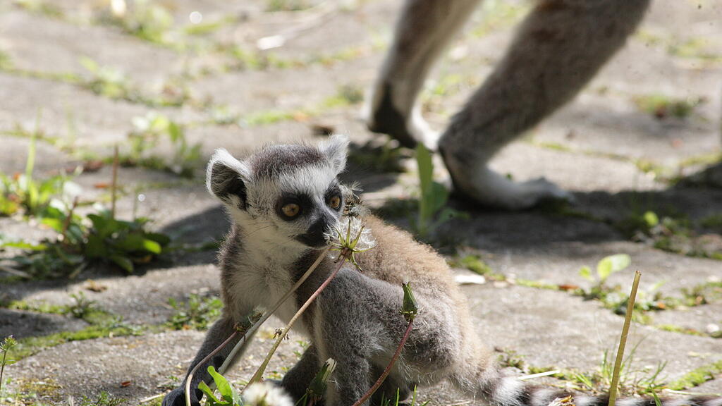 Kattas Zoo Salzburg