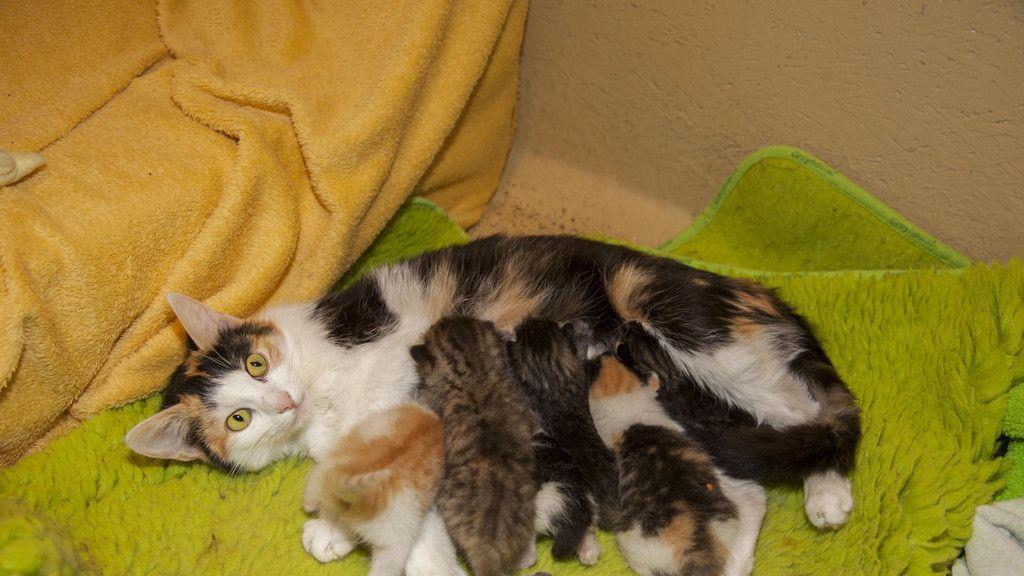 Gerettete Katzenbabys in Lochen