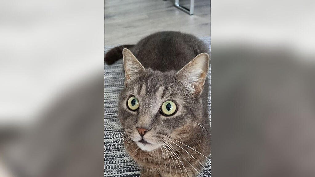 Kater "Luca"