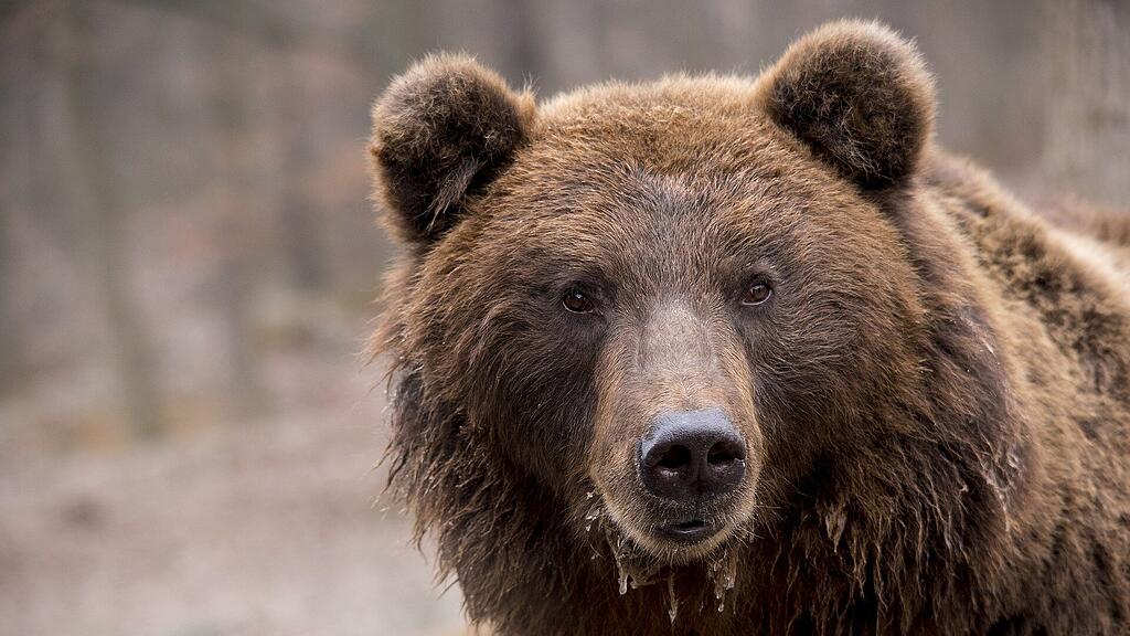 symb_braunbär symb_bär