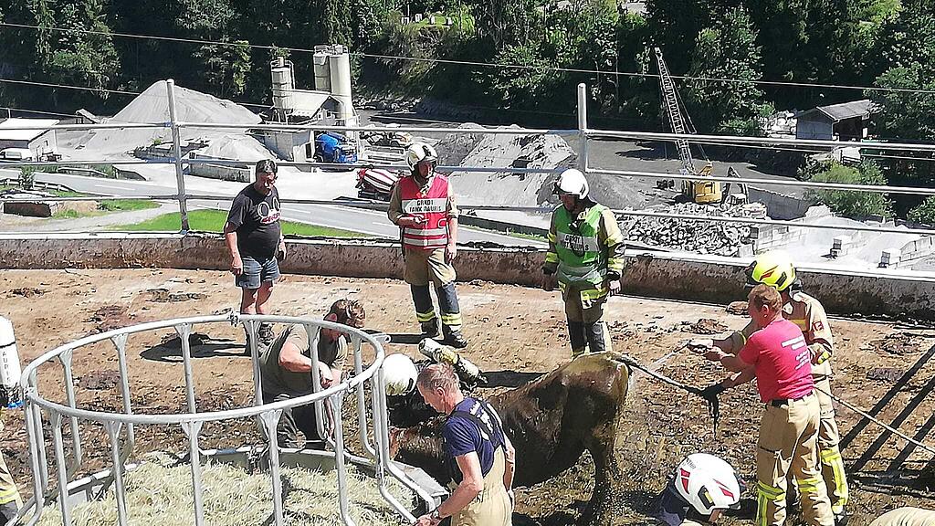 FF Rauris rettet Kalb aus Jauchegrube