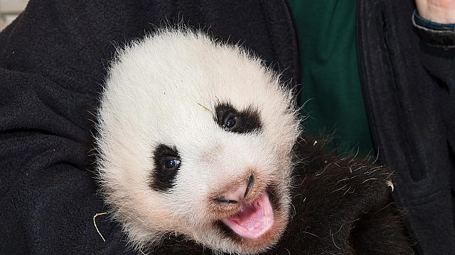 Jüngster Panda-Bub im Tiergarten Schönbrunn beim Wiegen