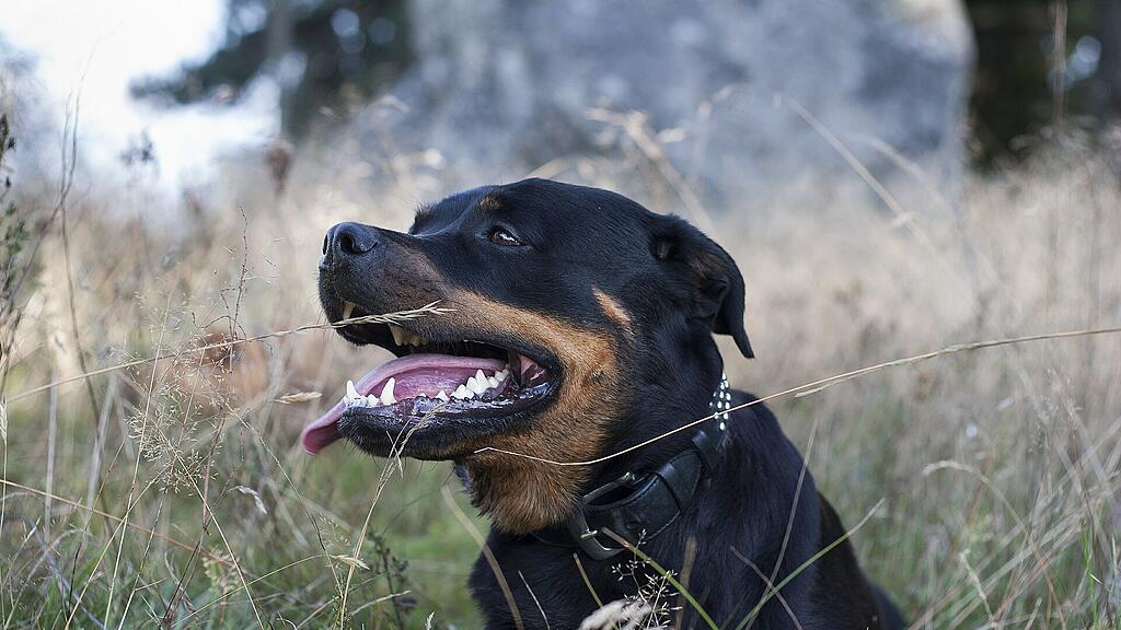 dog-455225_1920.jpg