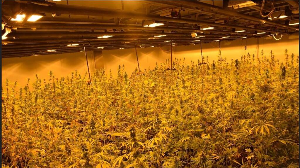 Cannabisplantage Wiener Neustadt