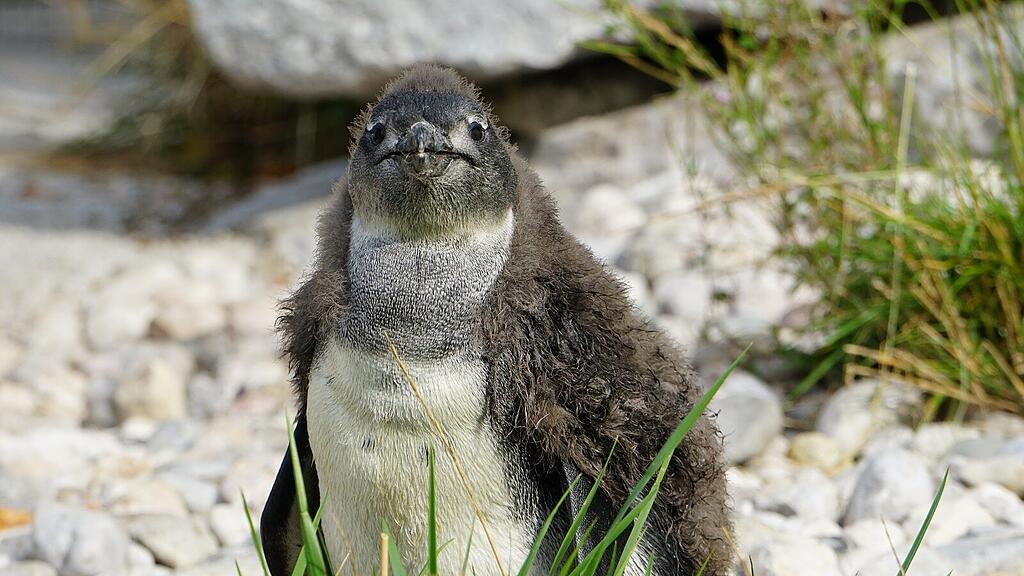 Pinguinküken im Zoo Salzburg