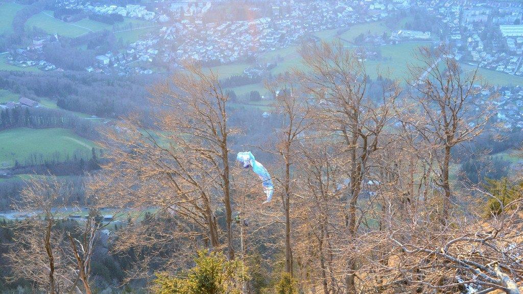 Paragleiter in Baum hängengeblieben