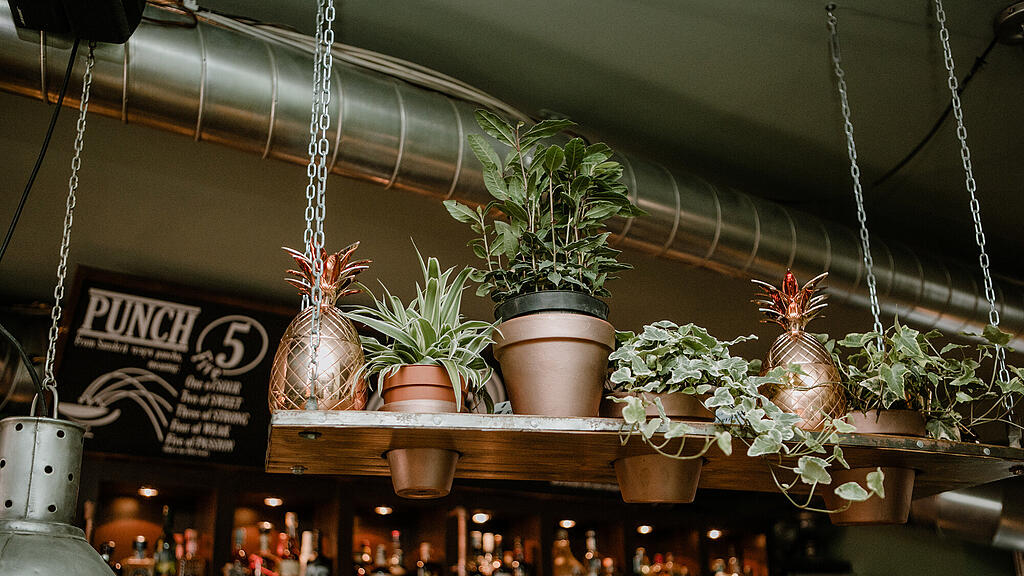 Burdock, Bar